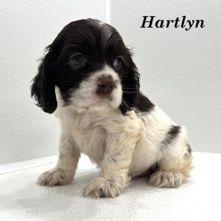 puppy, for, sale, Cockalier, Joe & Cherri  Overlease, dog, breeder, Miller, MO, dog-breeder, puppy-for-sale, forsale, nearby, find, puppyfind, locator, puppylocator, aca